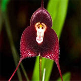 40 Seeds Per Pack - Butterfly Orchid Bonsai Flowers
